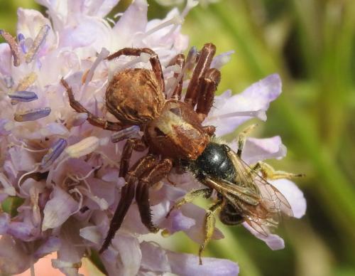 Xysticus sp.
